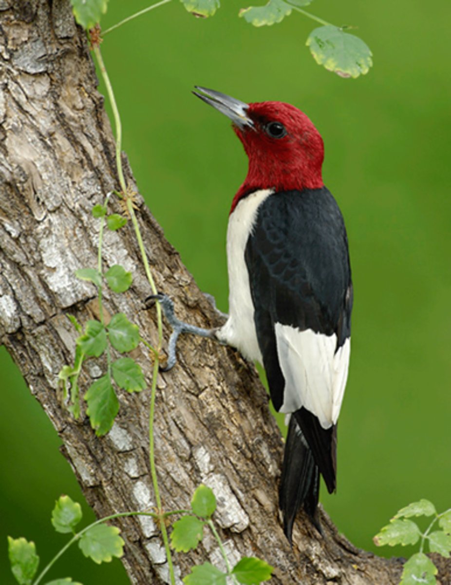 <p>Melanerpes erythrocephalus</p>