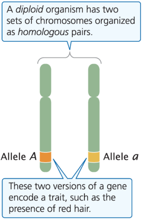 <p>Most eukaryotic cells have two sets (2n) of chromosomes, one set from the mother and one from the father</p><ul><li><p>The two chromosomes in a homologous pair are usually similar in structure and size, and carry genetic information for the same set of hereditary characteristics</p></li></ul><p></p>
