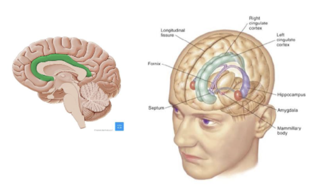 <ul><li><p>cingulate cortex;</p></li><li><p>hippocampus: memory, spatial processing;</p></li><li><p>amygdala: emotional processing;</p></li></ul><p></p>