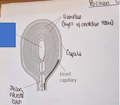 <p>What part of the Pacinian corpuscle is this </p>