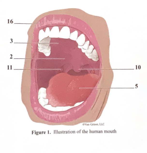 <p>uvula</p>