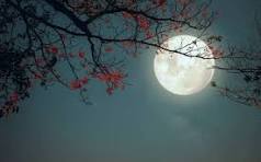 <p>full moon</p>