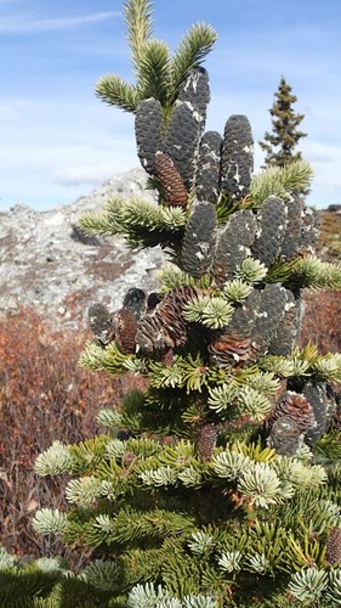 <p>Cone and needles orientation</p><p>- Upright cones at top of tree (typical of firs, unlike spruces).</p><p>- Needles tending to turn upwards</p><p>Forms krummholz</p><p>- Wind and snow shape stunted growth at treeline.</p><p>Branch layering</p><p>- Lower branches may root when touching ground, allowing clonal growth.</p>
