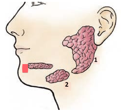 <ul><li><p>located under mucosa in floor of mouth</p></li><li><p>empties into floor of mouth</p></li></ul><p></p>