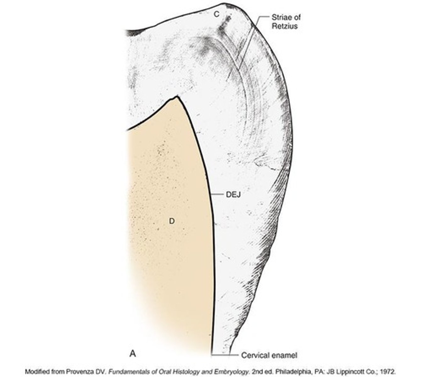 <p>Striae of Retzius are brownish lines in enamel that mark changes in rod development, curving outwardly from the dentinoenamel junction (DEJ).</p>
