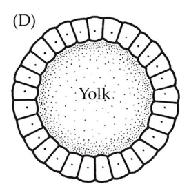 <p>‘Hollow’ ball of cells retaining a non-cellular yolk</p>