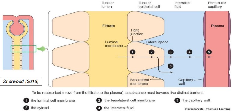 <ul><li><p>basolateral Na⁺ / K⁺ pump actively transports Na⁺ from <u>tubular cell</u> to <u>interstitial fluid</u> within the lateral space</p></li><li><p>establishes concentration gradient for <em>passive </em>movement of Na+ from <u>interstitial fluid</u> to <u>peritubular capillary</u></p><ul><li><p>high concen of Na+ in interstitial fluid → low concen in capillary</p></li></ul></li><li><p>active Na⁺ reabsorption allows for passive reabsorption of Cl⁻ and H₂O in urea </p><ul><li><p>electrochemical gradient generated by Na⁺ → drives reabsorption </p></li></ul></li></ul>