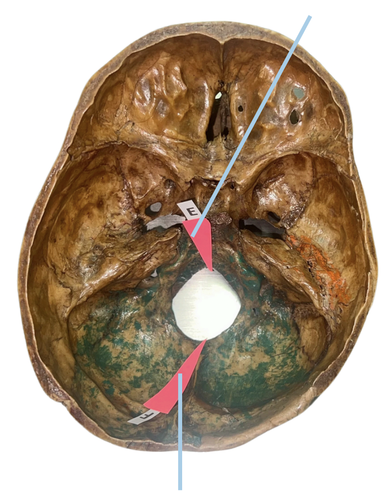 <p>Identify the suture labeled as F.</p>