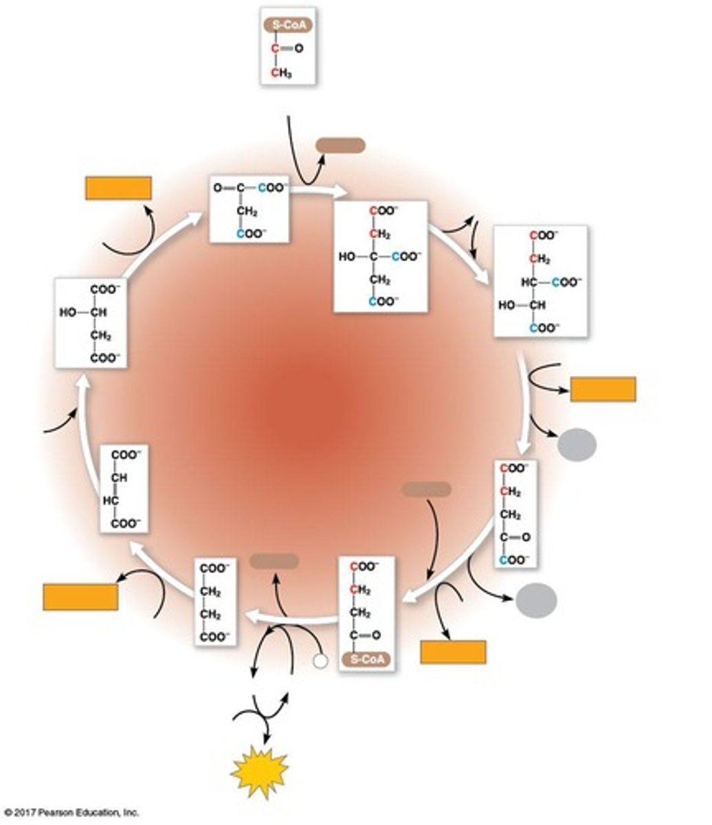 <p>The citric acid cycle is also known as the Krebs cycle.</p>