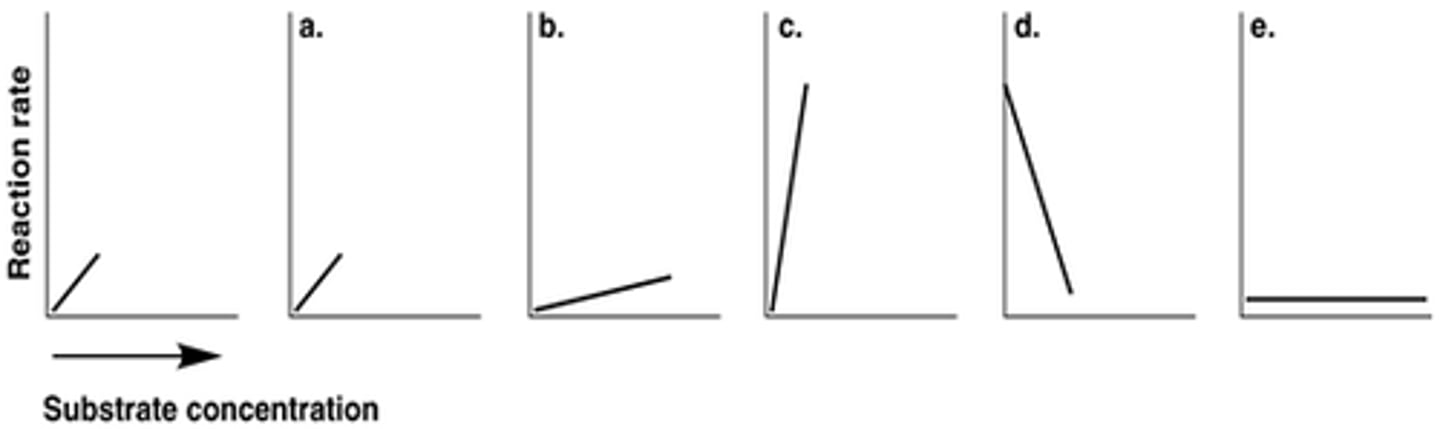 <p>B) b</p>