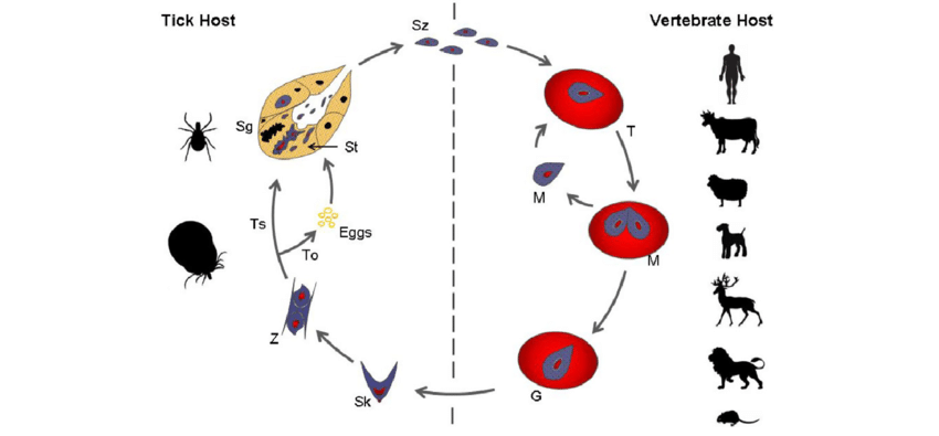 <p>write/draw life cycle ——? (picture was shown, then describe species, life cycle)</p>