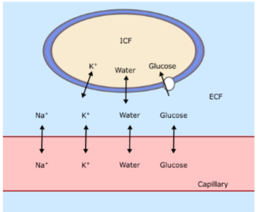 <p>Typical cells have higher K+ permeability than Na+</p>