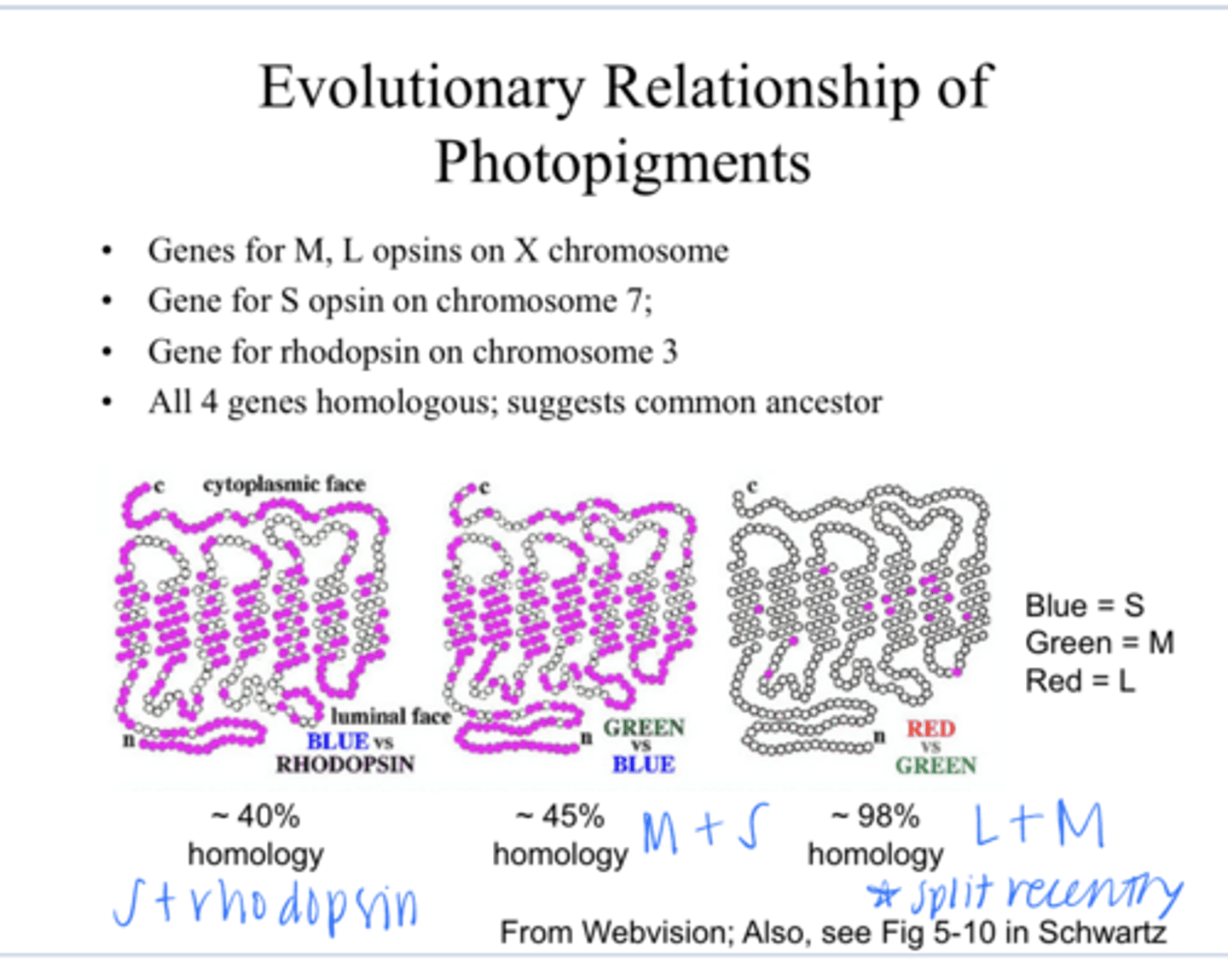 <p>Where are the gene for the S opsins?</p>