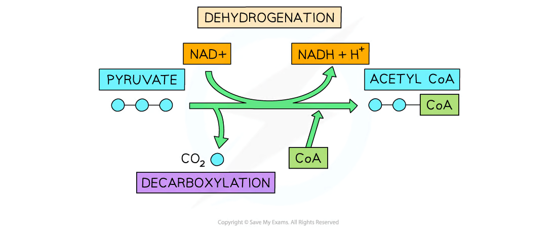 <p>The link reaction occurs in the <strong>matrix of the mitochondria</strong>. </p>