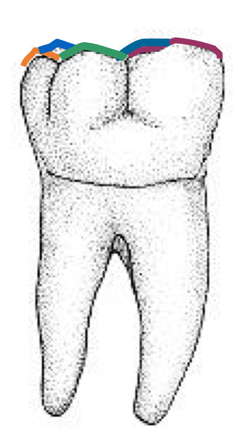 <p>Name the tooth and hi-lighted portions</p>