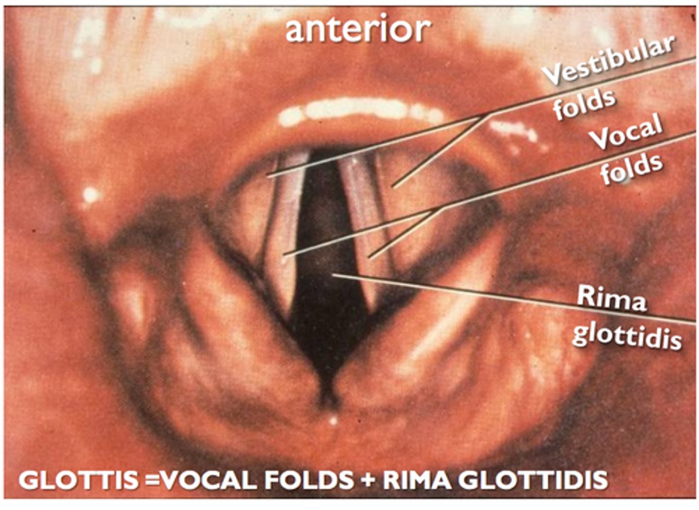 <p>the opening between the vocal folds</p>