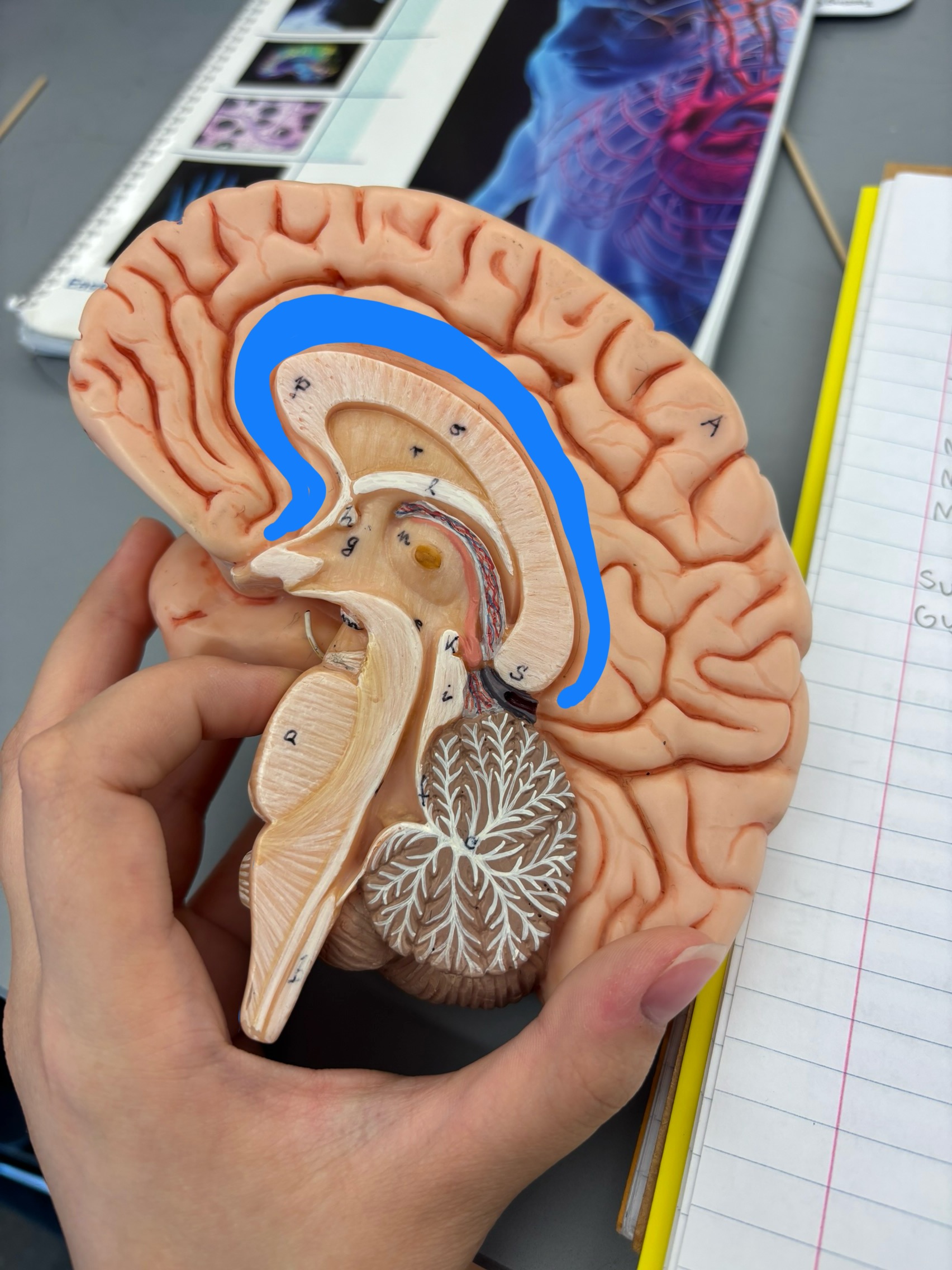 <p>What structure is this?</p>