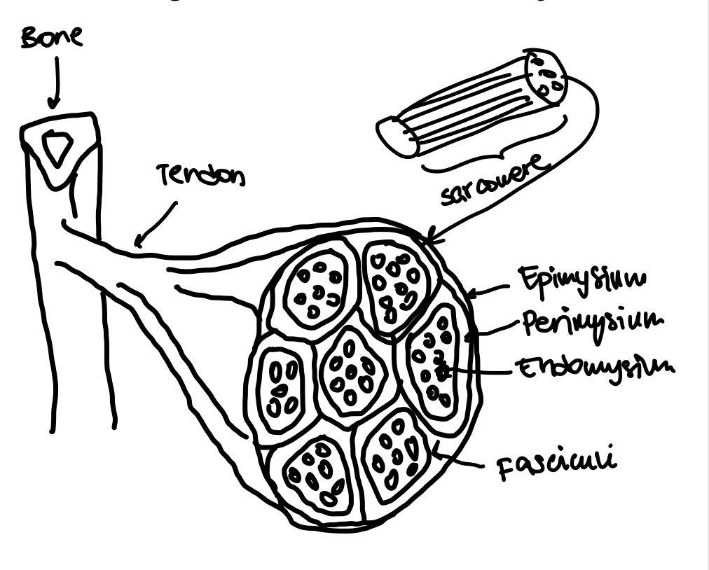 <p>The connective tissue that surrounds bundles of muscle fibers (fasciculus).</p>