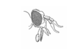 <p>Identify this insect + what its mouthparts are specialized for</p>