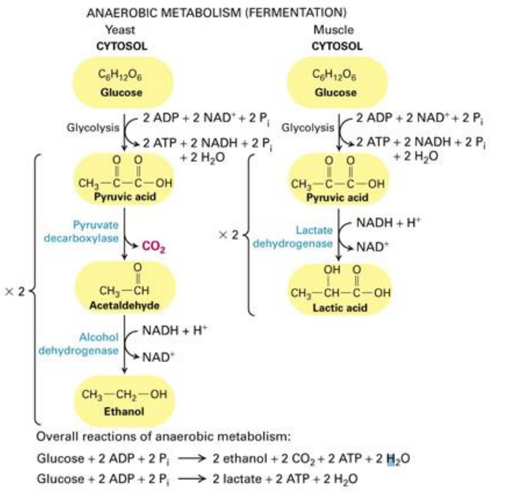 <ul><li><p><span style="background-color: transparent;">Yeast fermentation has the extra step of converting pyruvate -&gt; acetaldehyde&nbsp;</span></p></li><li><p><span style="background-color: transparent;">Lactic acid fermentation: glucose -&gt; pyruvate -&gt; NADH</span></p></li><li><p><span style="background-color: transparent;">Yeast/alcohol fermentation: glucose -&gt; pyruvate -&gt; acetaldehyde -&gt; ethanol</span></p></li></ul><p></p>
