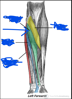 <p>Origin - medial epicondyle of humerus </p><p>Insertion - Metacarpals II-III</p><p>Action - Flexion at the wrist</p>