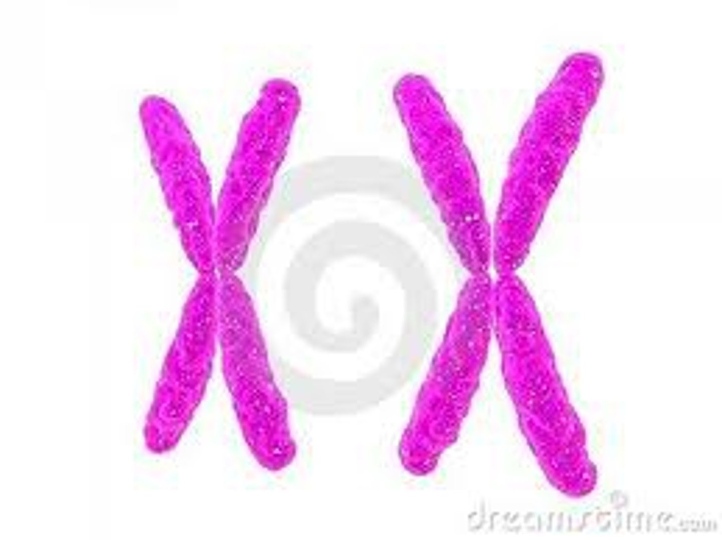 <p>the sex chromosome found in both men and women</p>