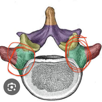 <p>Vertebra Location:</p>