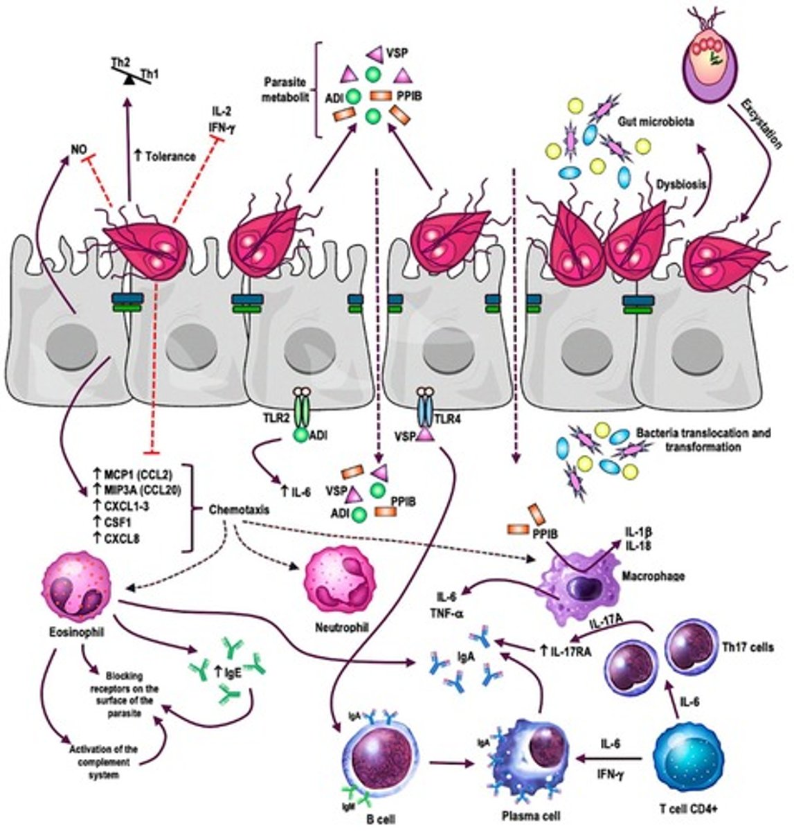 <p>It has a negative effect on gut microbiome diversity, leading to dysbiosis.</p>