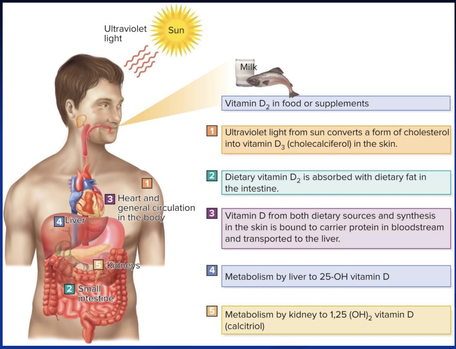 <ol><li><p>Slap an OH onto last carbon in the liver (still not active yet…)</p></li><li><p>Slap another OH onto the first carbon in the kidneys → and is now active)</p></li></ol><p><mark data-color="red" style="background-color: red; color: inherit;">*thus, if kidney or liver failure, may have Vit D deficency; </mark><strong><mark data-color="red" style="background-color: red; color: inherit;">Vit D based on cholesterol</mark></strong>; steps 4 and 5 in picture</p>