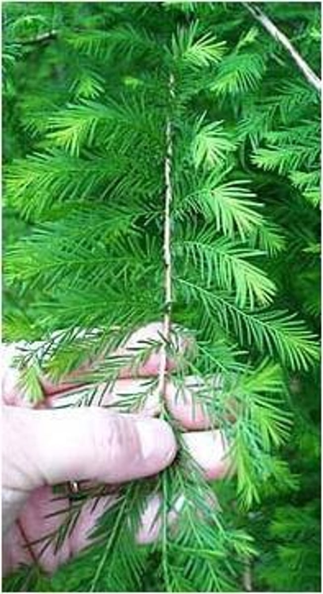 <p>Cypress, Bald</p>