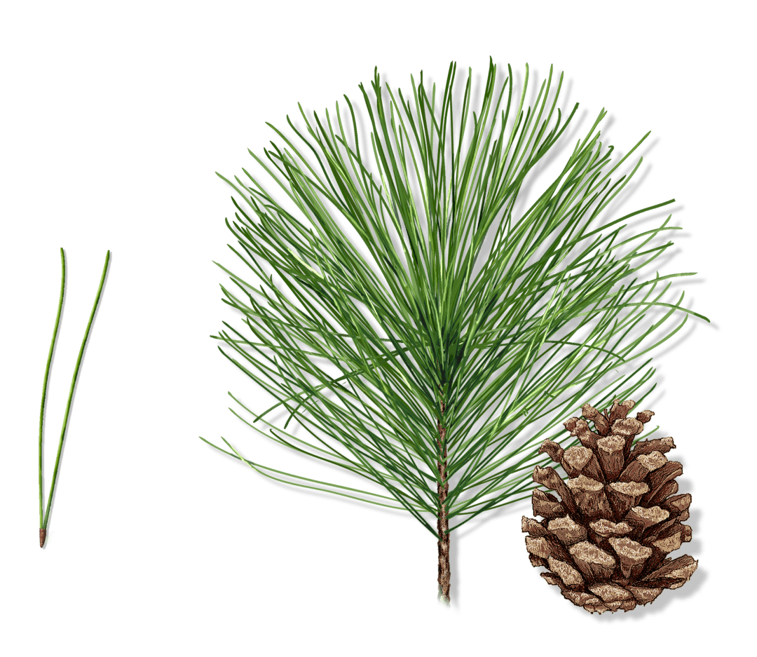 Blade: 2.5 - 5 inches long, straight, and greyish to yellowish green in color
Cone: 4-6(7) cm, red-brown, aging gray, nearly sessile or on stalks to 1cm, scales
Bark: Scaly and dark on young trees, eventually developing flat, scaly plates; very small (pencil point) resin pockets