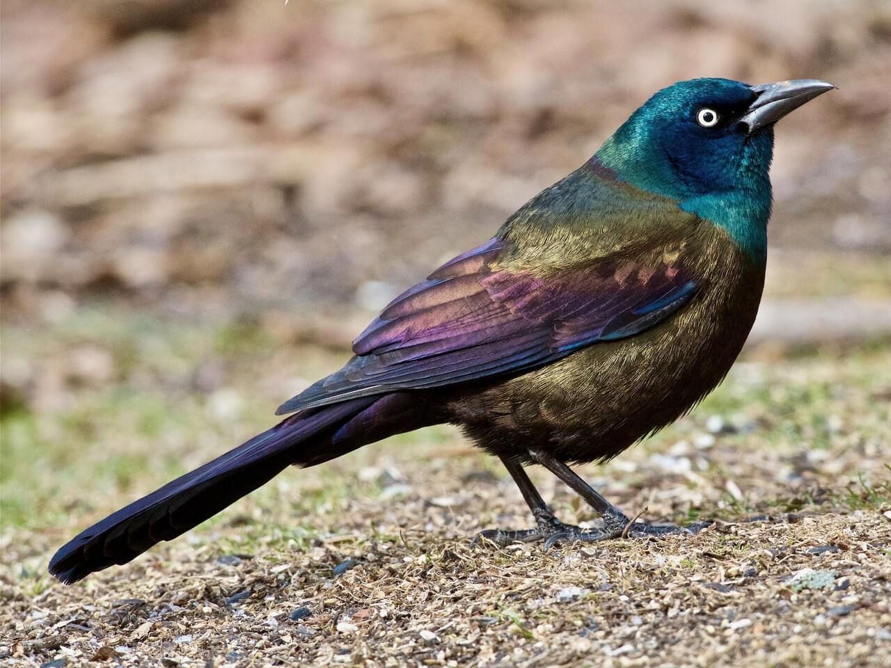<p>Large iridescent blackbird with long keel-shaped tail, golden eye, decurved bill.</p>