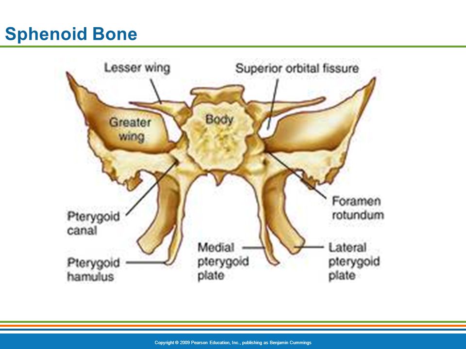  of the sphenoid