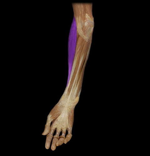 <p>This muscle flexes the elbow. It originates from the lateral epicondyle and inserts onto the styloid process</p>