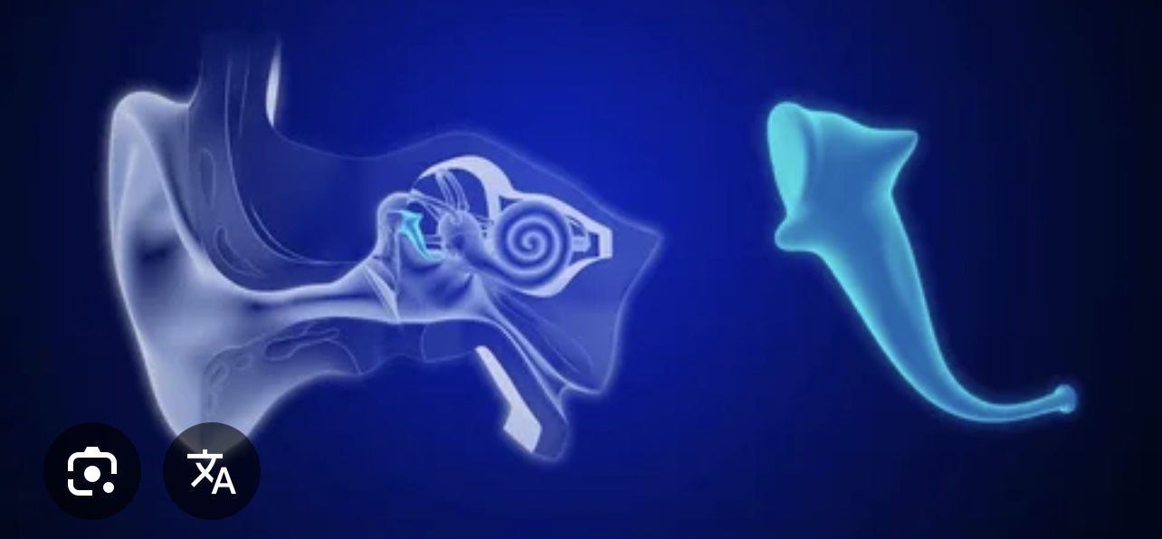 <p>Which auditory ossicle bone is highlighted? How many are there and what’s its function?</p>