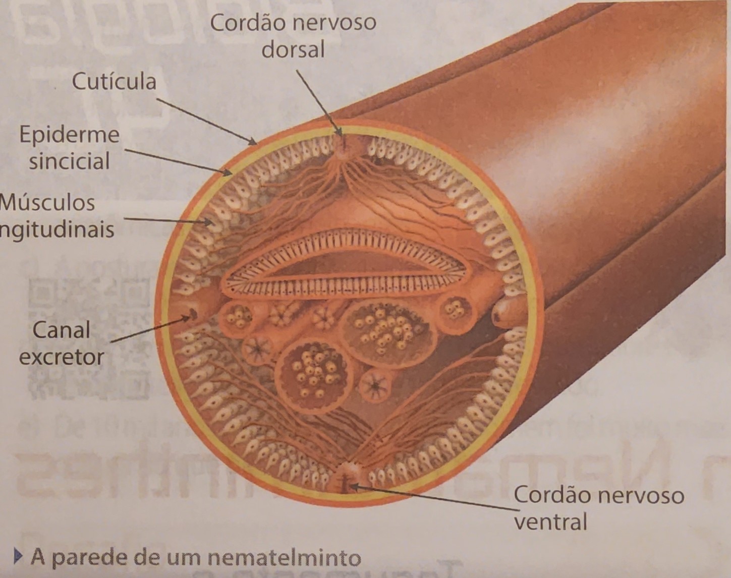 <ul><li><p>fibras longitudinais, divididas em quatro partes</p></li><li><p>cavidade interna - pseudoceloma (preenchido por líquido, funciona como esqueleto hidrostático, auxilia na distribuição de alimentos e oxigênio)</p></li></ul>