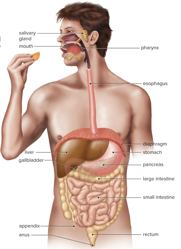 <p>Mouth – breaks up food by mechanical and chemical digestion</p><p>Esophagus – transports food to stomach</p><p>Stomach – mechanical mixing of food</p><p>Small intestine – major organ of digestion and absorption</p><p>Large intestine – eliminates indigestible materials, reabsorbs water</p>