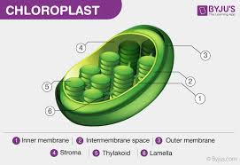<p>b) Label the diagram of chloroplasts?</p>