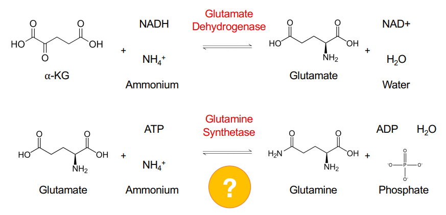 <p>Which amino acids are formed via ammonia assimilation? </p>