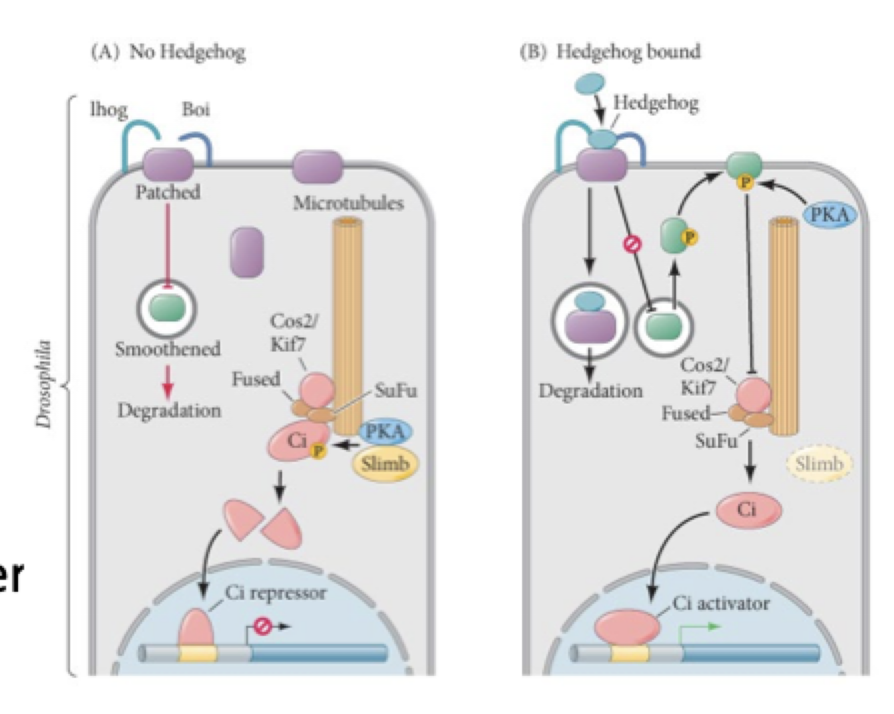 <p><strong>what is the hedgehog signal transduction pathway? </strong></p>