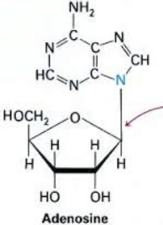 <p>__-Glycosidic Bond:</p><p>.</p><p>This is the bond that connects the sugar (ribose or deoxyribose) to the nitrogenous base</p>