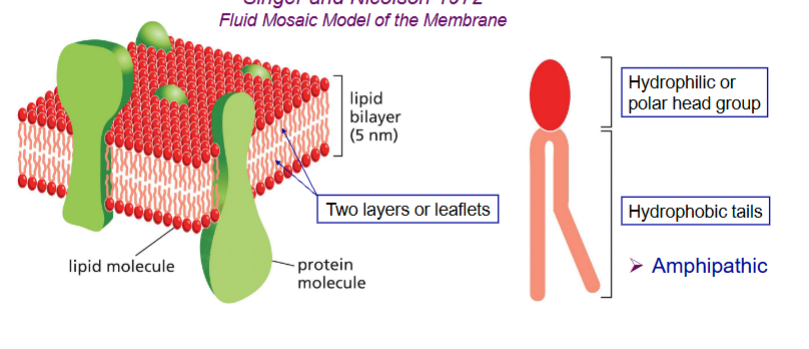 <p>Membrane bilayers</p>