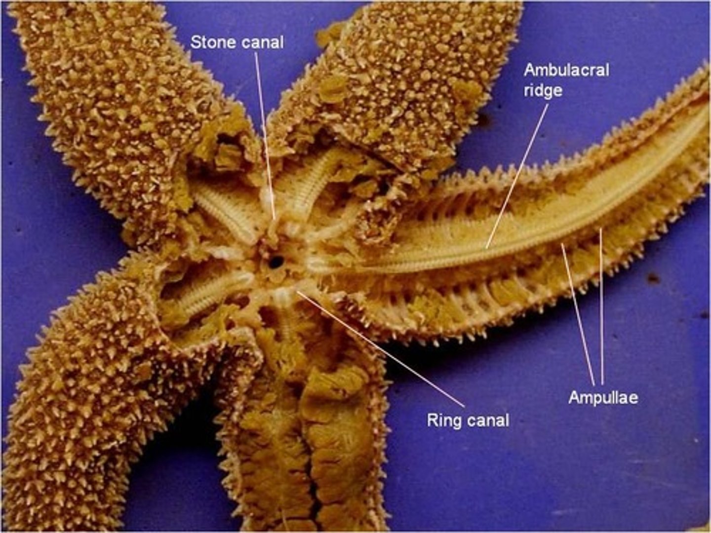 <p>Echinodermata</p>