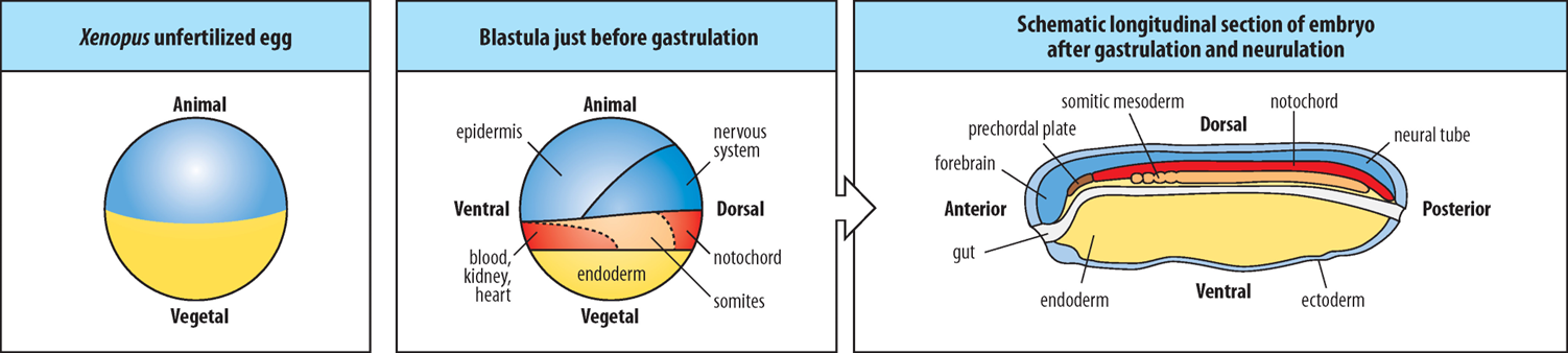 <ul><li><p>Cells arising from within the Vegetal and Animal Hemispheres of the early blastula are different to one another in terms of their developmental potential and the signals they produce or respond to.</p></li><li><p>Cells derived from the Vegetal (lower) Hemisphere SIGNAL to cells derived from the Animal Hemisphere, influencing their developmental fate.</p></li><li><p>Vegetal Hemisphere cells primarily become endoderm.</p></li><li><p>Proximity to the Vegetal Hemisphere determines the fate of Animal Hemisphere cells. Much of the Equatorial Animal Hemisphere cells (in the Marginal Zone) close to the Vegetal Hemisphere become mesoderm, while Animal Hemisphere cells further away from the Vegetal Hemisphere become ectoderm.</p></li><li><p>The layers:</p><ul><li><p><strong>Ectoderm</strong> is the outermost layer, forming the epidermis and nervous system (neural tube, forebrain).</p></li><li><p><strong>Mesoderm</strong> is the middle layer, forming structures like the notochord, prechordal plate, somitic mesoderm, blood, kidney, and heart.</p></li><li><p><strong>Endoderm</strong> is the innermost layer, forming the gut.</p></li></ul></li></ul><p></p>