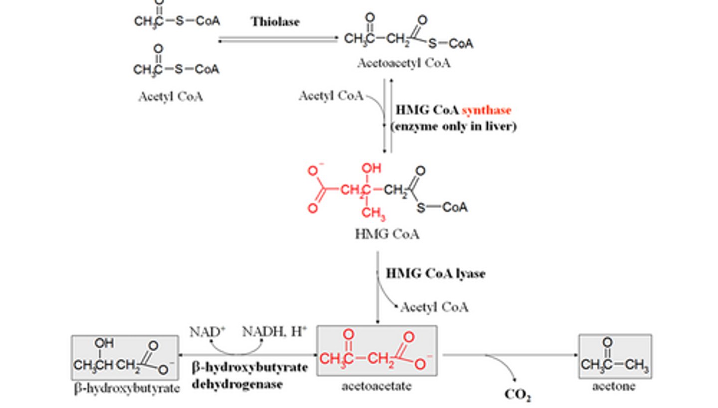<p>In the 3rd rxn, what does HMG CoA lyase do?</p>