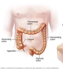 <p>Also called the bowels. Made up of the large and small intestine also rectum and anus. Digestion is completed and waste is prepped for expulsion from the body</p>