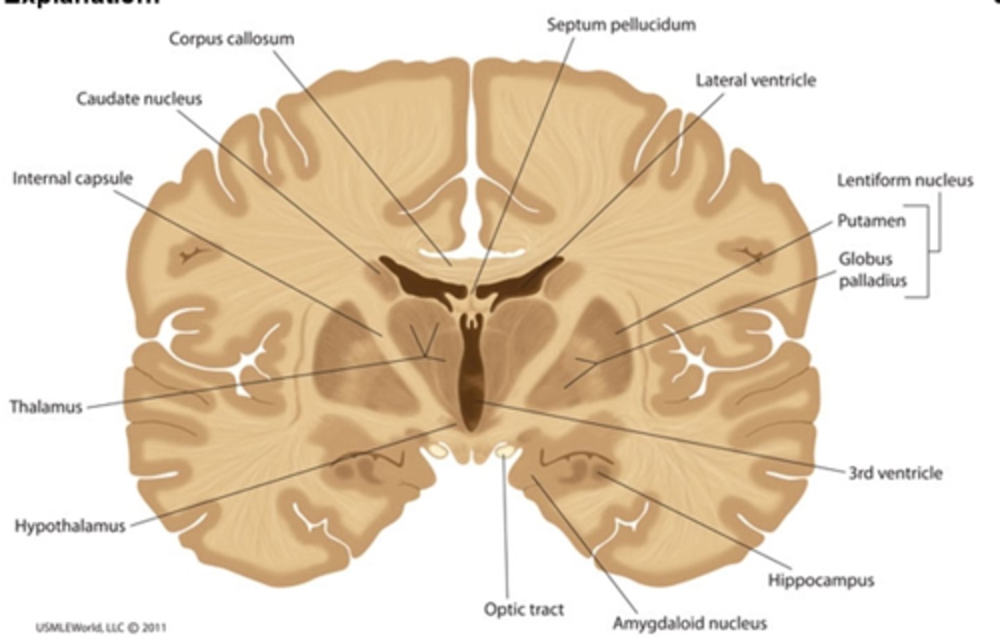 <ul><li><p><strong>V-shaped wedge in between key basal ganglia structures</strong></p></li><li><p>Carries fibers of many disparate functional modalities, including motor, sensory, cognitive, and emotional fiber pathways.</p></li></ul>