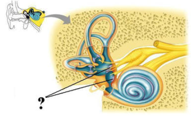 <p><span><span>Identify the indicated structures.</span></span></p>