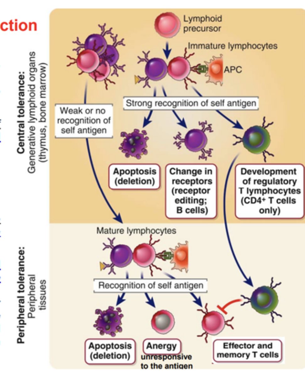 <p><span style="text-decoration:underline"><span class="bgB">apoptosis (colonel deletion)</span></span> or form <span style="text-decoration:underline"><span class="bgB">regulatory T cells (Tregs)</span></span></p>