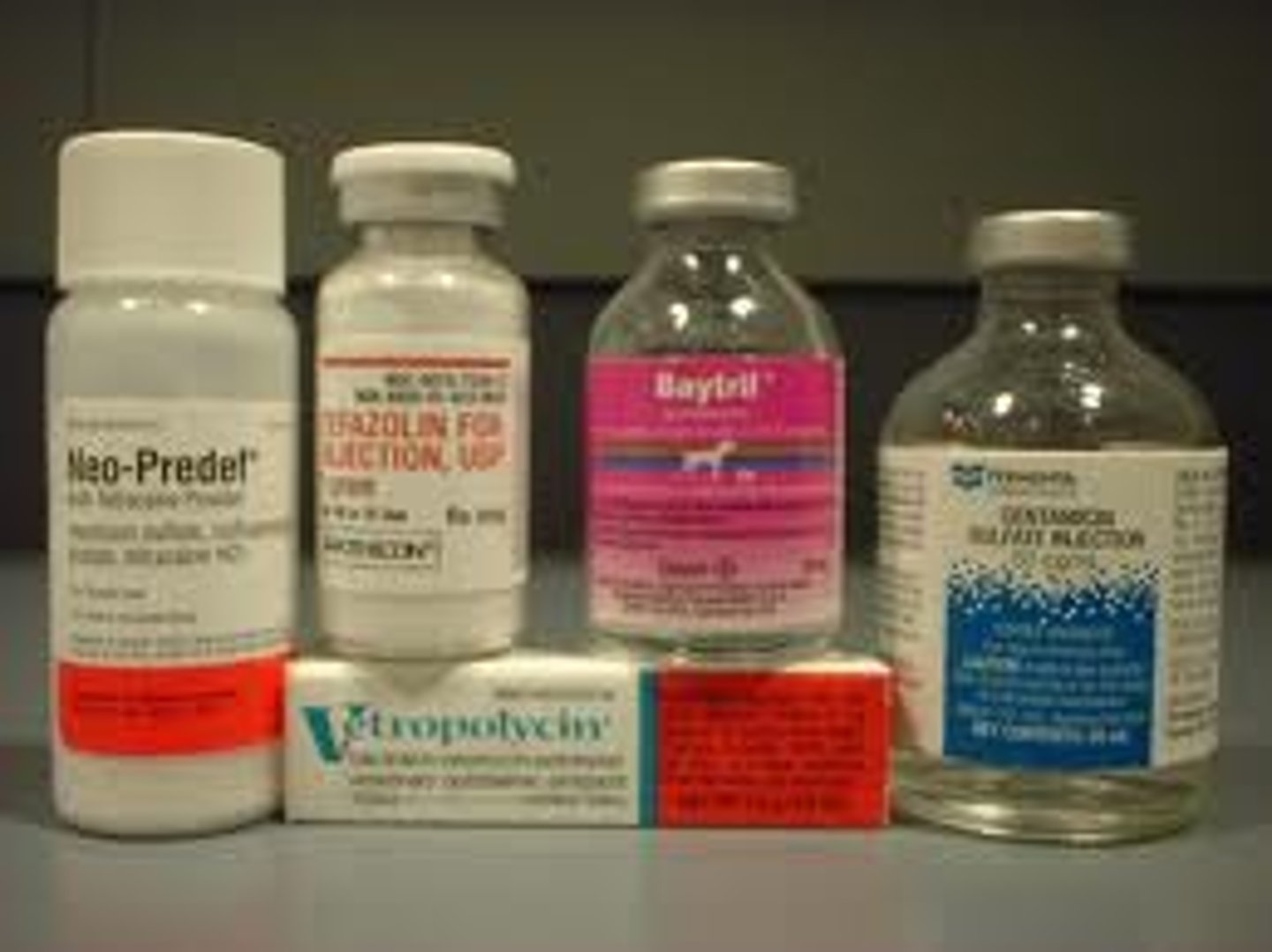 <p>the antibiotic</p>